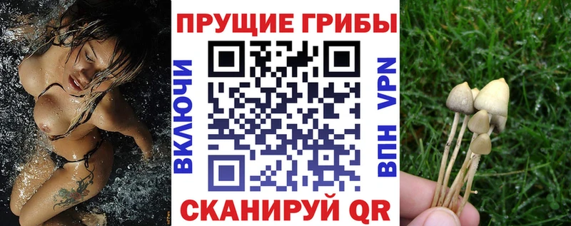 Псилоцибиновые грибы Psilocybine cubensis  Норильск 